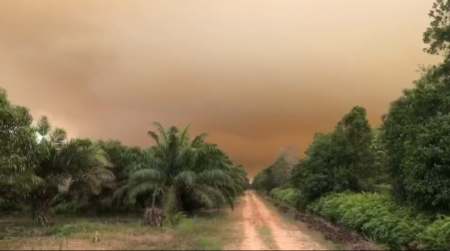 BPBD Kota Dumai: Lahan Terbakar 50 Hektar, 20 Hektar Berhasil Dipadamkan