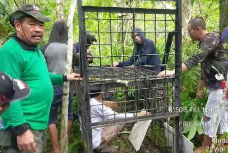 Warga Siak Riau Ditemukan Tewas Mengerikan, Seekor Kambing Dijadikan Umpan Lacak Hewan Buas 