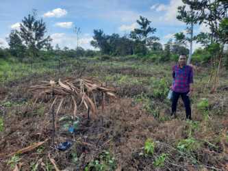 LBH Tri Marta Bertuah 'Bongkar' Kebun Manggis Diduga Dalam Kawasan Hutan