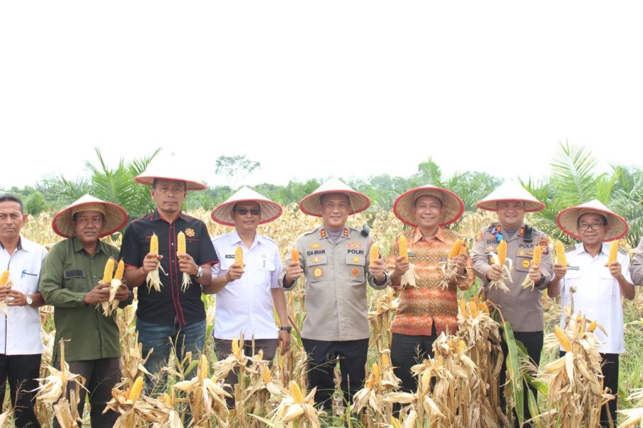 Dukung Asta Cita Presiden, Polres Rohil Gelar Panen Jagung Serentak Kuartal III