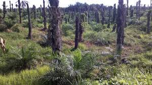 Pemerintah Permudah Syarat Replanting Sawit