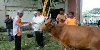 Bupati Wardan Saksikan Penyembelihan 9 Ekor Hewan Qurban Setda Inhil