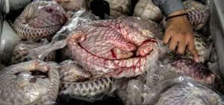 JPU Kejari Pekanbaru Memanggil Paksa Sanksi Kunci Penyelundupan Trenggiling