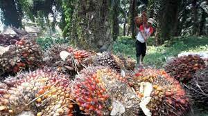 Pekan Depan. Harga CPO Berpotensi Tertekan, Ini Penyebabnya