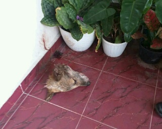 Polisi Buru Aktor Teror dengan Kepala Anjing di Rumah Jaksa & Rumah Pengurus LAM