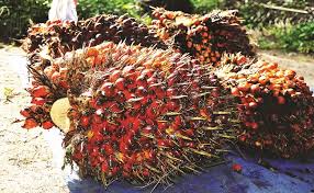 Sempat Junam, Harga TBS Kembali Moncer