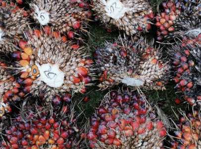 Kabar Baik Petani Sawit! Harga TBS Riau Naik Lagi Pekan Ini