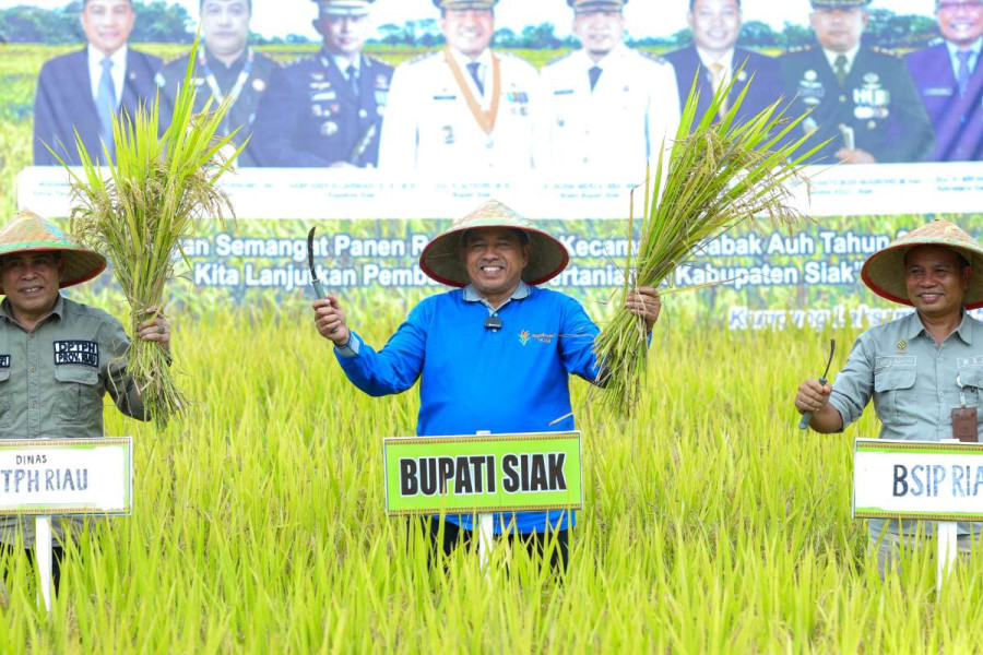 Panen Raya di Desa Laksamana, Bupati Alfedri Serahkan 16 Unit Mesin Penunjang Pertanian