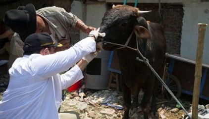 Distanak Bengkalis Siapkan Tim Pengawas Hewan
