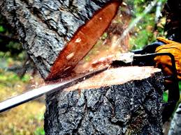 Wako Marah! Minta Cari Oknum Pemotong Pohon Pelindung, Firdaus: Jika Benar, Tebang Tiangnya!