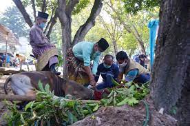 Tahun Ini, Pemko Pekanbaru Targetkan Potong 35 Ekor Hewan Kurban