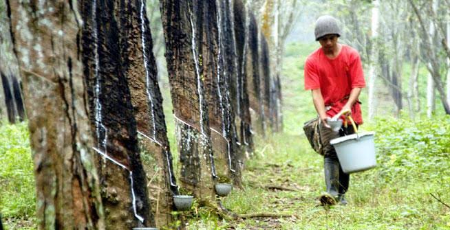 Minggu Pertama Juli, Harga Karet di Riau Ada Stabil dan Turun