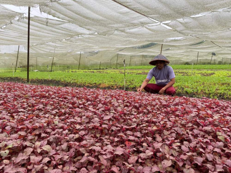 KUR BRI Bantu Warga Kembangkan Usaha Sayur di Pekanbaru