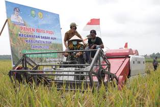 Bupati Siak Alfedri Panen Raya Padi di Kampung Belading, Serahkan Bantuan Benih & Pupuk