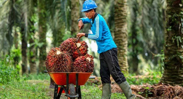 Penjualan CPO Naik,  Harga TBS Sawit Mitra Swadaya Tembus Rp 3.943,46/Kg