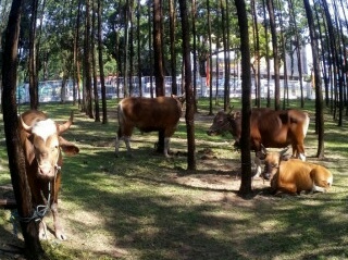 Bantuan Sapi Kurban PTPN V Bikin Heboh, ini Klarifikasi Ketua Mesjid & Fraksi Demokrat 