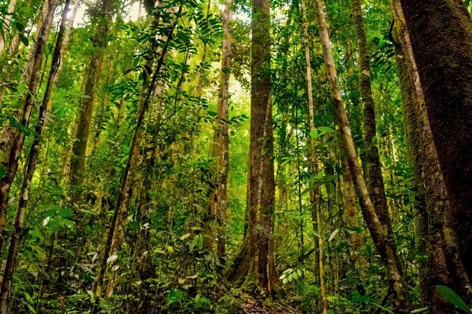 Satgas PKH Riau Tegaskan Komitmen Tertibkan Pengelolaan Kawasan Hutan Sesuai Perpres No 5 Tahun 2025