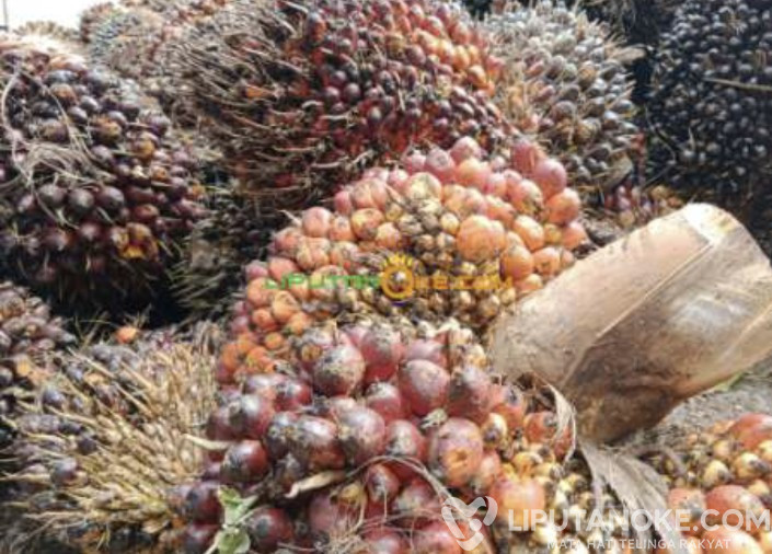 PT MASS di Kabupaten Bengkalis Diduga Tampung Hasil Kebun Sawit dalam Kawasan Konservasi