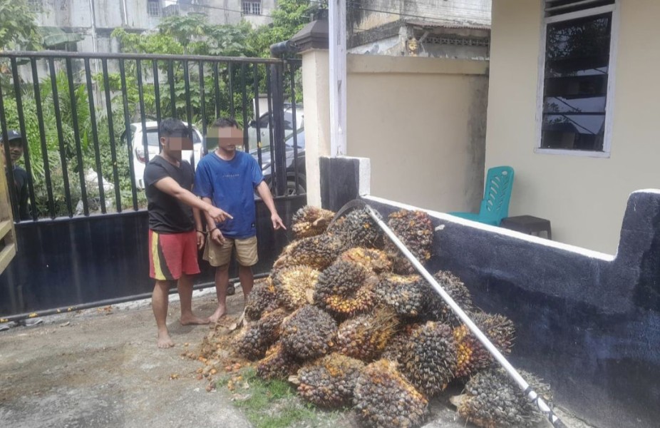 2 Pencuri Tandan Sawit Ditangkap di Tualang Siak Berhasil Ditangkap, 3 Masih DPO