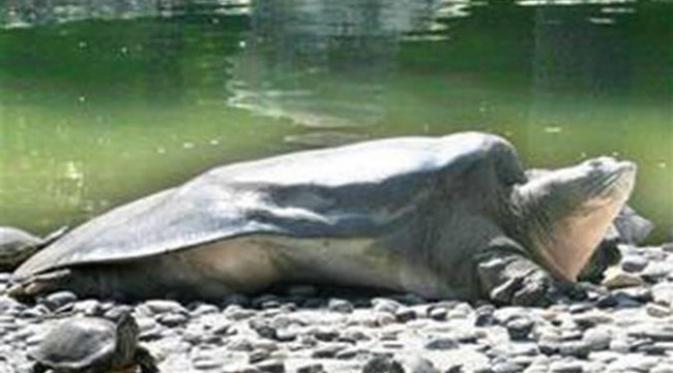 Kura-Kura Raksasa Usia Ribuan Tahun Muncul di Tiongkok 