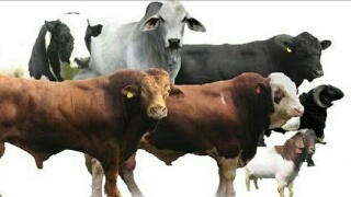 Golkar Inhil Lakukan Qurban 4 Ekor Ternak