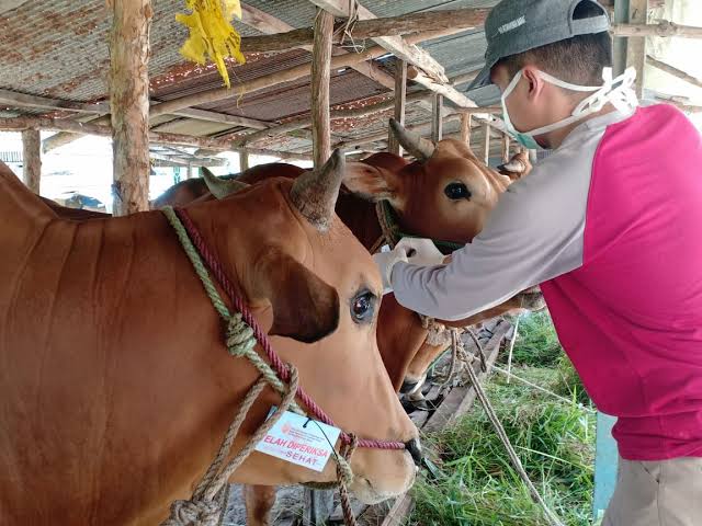 Jelang Idul Adha, DPRD Riau Minta Dinas Peternakan Cek Kesehatan Hewan Kurban