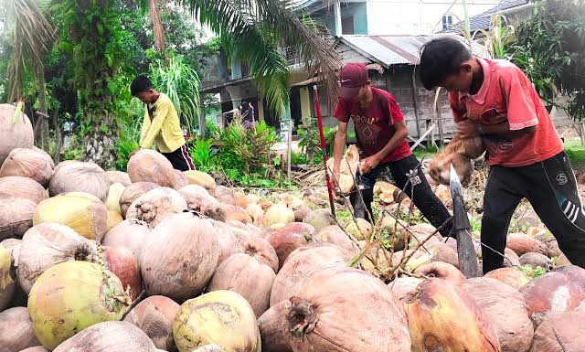 Harga Kelapa Butir di Riau Minggu Ini Masih Stabil, Pinang Naik