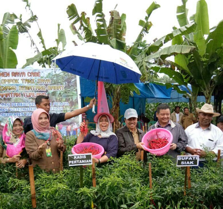 Bupati Siak Panen Raya Cabe bersama Poktan Tani Jaya