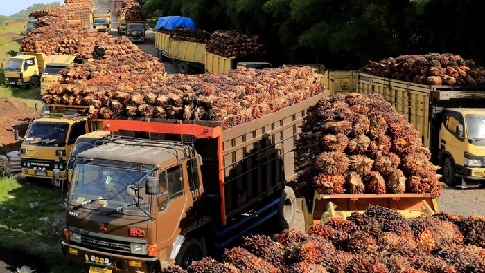 Masuk Rancangan PP, Provinsi Riau Berpotensi Dapat DBH Triliunan Rupiah dari Sawit