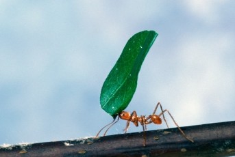  Semut Memiliki Kemampuan Navigasi Lebih Baik Dibanding Manusia