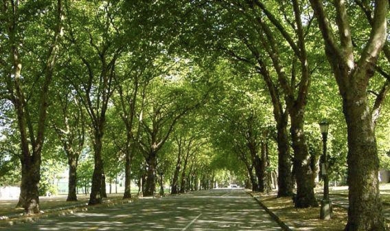 Lestarikan Lingkungan, Pemko Pekanbaru Terbitkan SE Terkait Pohon Pelindung Kota