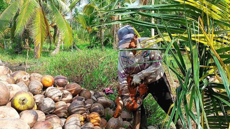 Harga Kelapa di Riau Turun