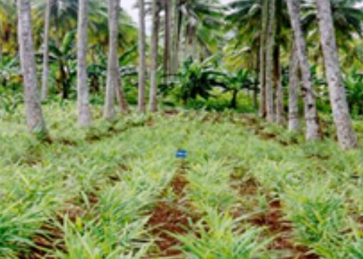 Wariman: Petani Kuansing Harus Kembangkan Tanaman Sela