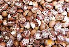 Harga Pinang Kering Di Riau Turun Hingga 100%