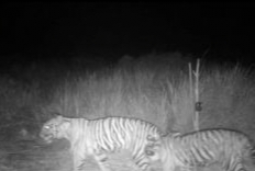 Begini Penampakan Si Belang Tertangkap Kamera Milik BKSDA Riau