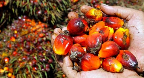 Harga TBS Sawit Riau Naik Rp11,80 per Kg dari Sebelumnya