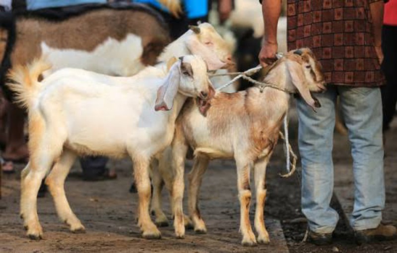 Kisah Inspiratif! Bocah Siswa SD Ini Rela tak Jajan, Demi Bisa Berkurban Kambing Hasil Menabung