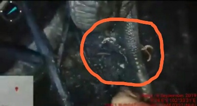 Tim Pamadam Api Dikejutkan Ular Berkaki Sepanjang 2 Meter di Inhu, ini Penampakannya