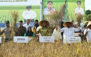 Bupati Siak Lakukan Panen Padi Perdana 