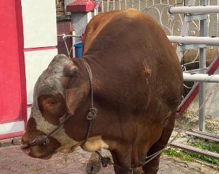 Puan Maharani Sumbangkan Sapi Qurban ke Masyarakat Pekanbaru