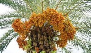 Banyak Korban Ketipu Bisnis Berbalut Agama, Siapa yang Salah? 