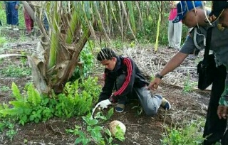 Astaga, Pencari Getah Damar di Inhil Temukan Potongan Kepala