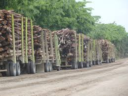 Operasional HTI Terhenti, RAPP Minta Lahan Pengganti